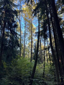 Prodej lesního pozemku v k.ú. Hostice - 7