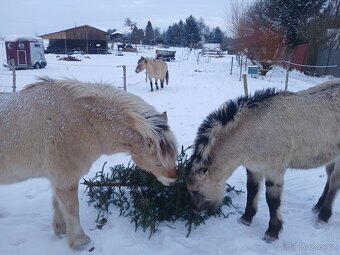 Nabidka ustajeni - 7