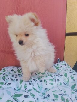 Pomeranian špic - 7