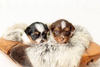 Biewer a Biro Yorkshire Terrier s PP, Jorkšír terier s PP - 7
