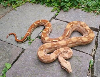 Boa imperator - Aztec Anery het VPI, VPI Jungle Aztec - 7