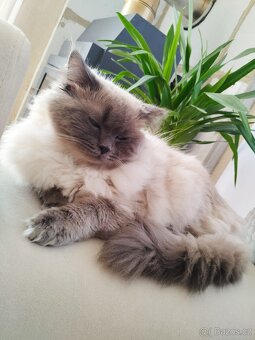 Nabízím kocoura Ragdoll ke krytí - 7