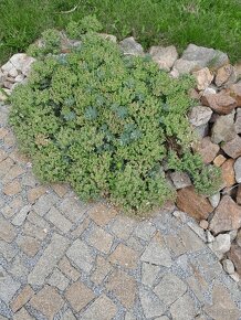 Pryšec myrtovitý - 7
