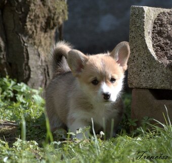 Welsch corgi pembroke s PP - 7