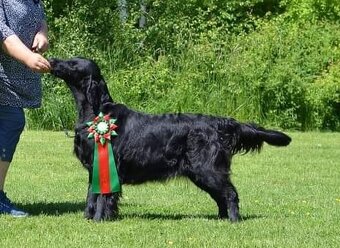 Flat Coated Retriever - pejsci s průkazem původu - 7