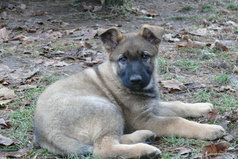 Štěňata německého ovčáka s PP - 7