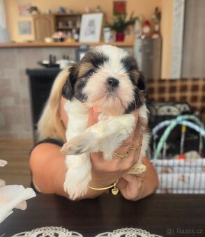 Shih-tzu, shih tzu - 7