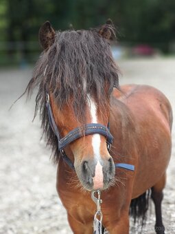 Pony valach - 7