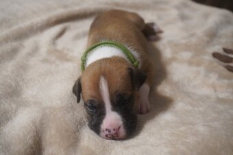 Americký stafordšírský teriér s PP - 7