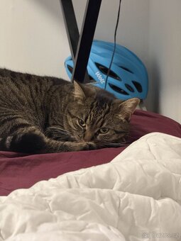 Daruji 2 roky starou kočičku, kastrovaná. + vybavení. - 7