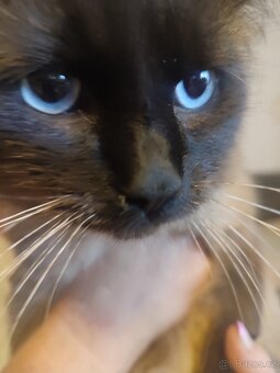Ragdoll - 7