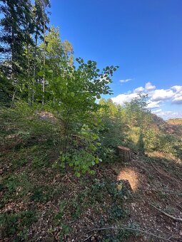 Holina s podrostem - 7
