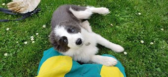 Daruji psa Border kolie - 7