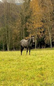 Appaloosa Klisnička 2022 - 7