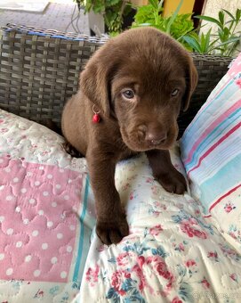 Štěňátka labradorského retrívra - 7