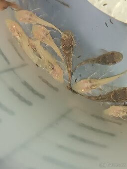 Ancitrus long fin(závojnatý) a polozávojnatý - 7
