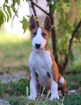 Bullterrier, Bullterier, Bulterier - 7