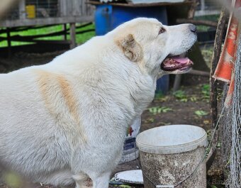 Středoasijský pastevecký pes - 7