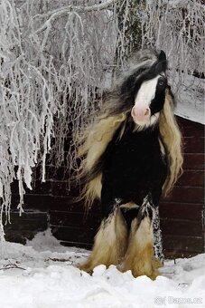 Irský cob připouštění - 7