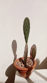 Kaktusy a sukulenty - 7