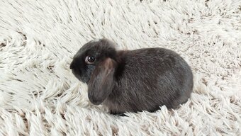 Zakrslý beránek, králíček, králík - ELLA - 7