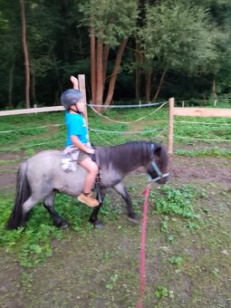 Prodám Shetlandskeho poníka s pp - 7