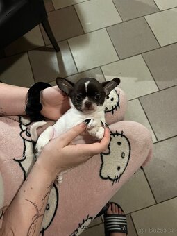 Krásný pejsek s PP FCI , čokoládovobílá,Čivava - 7