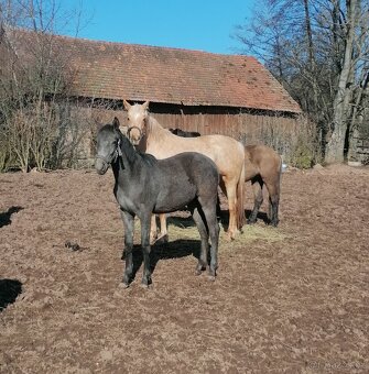 Welsh part bred, roční hřebeček 150 cm - 7