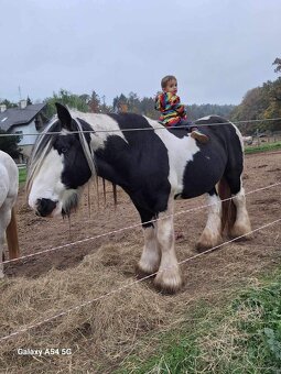 Připouštění - Irský cob - 7