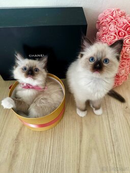 3 krásná koťátka plemene Ragdoll 🖤🐈 - 7