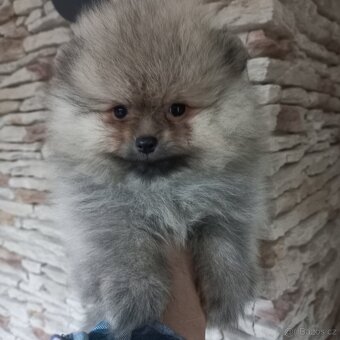 Pomeranian - kluci - 7