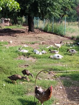 Kachny, kachny a kachny - 7