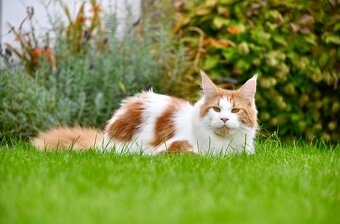 Mainská mývalí krytí - kocour s PP - 7