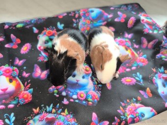 Morčeci miminka - 7