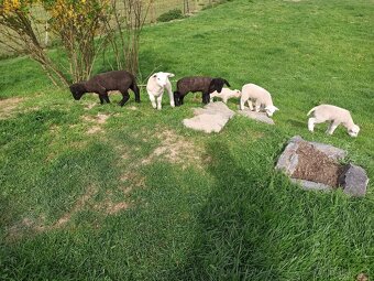 Suffolk x Texel - 7