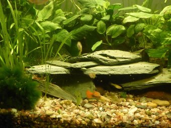 Akvarijni rostlinky - Vallisneria... - 7