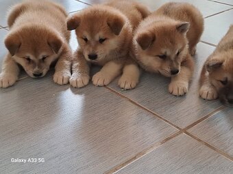 Akita Inu - 7