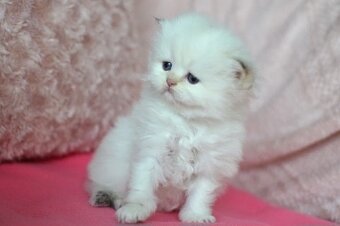 Britská colorpoint koťátka s PP k rezervaci - 7