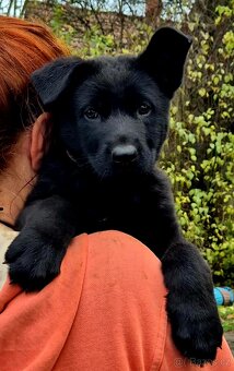 Německý ovčák štěňata s PP černá  a vlkošedá - 7