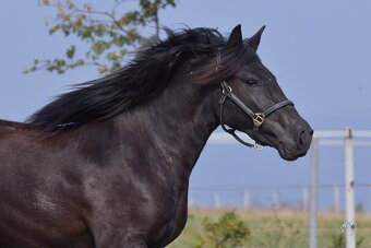 Fellský pony - 3 letá klisna - 7