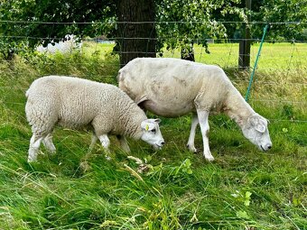 Bahnice Texel 100% - 7