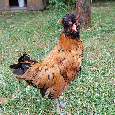 Paduánka zdrobnělá - kohoutci - 7