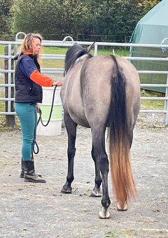 Sportovní pony klisna 3 roky. - 7