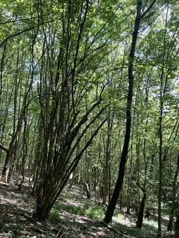 Prodám lesní pozemek v k.ú. Valašská Polanka - 7