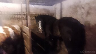 Predám ťažného žrebca - 7