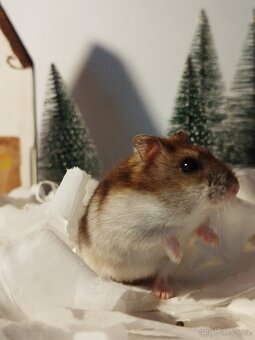 Křeček džungarský sameček - 7