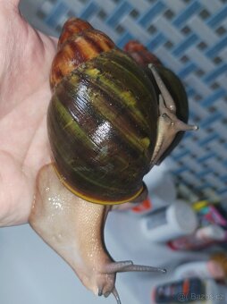 Africký šnek - Archachatina ventricosa cream a light body - 7
