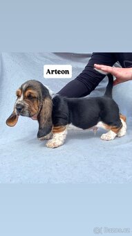 Štěňata Basset hound - 7