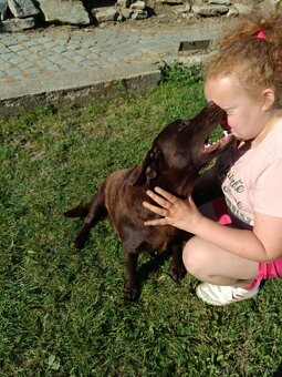 Labradorský retrívr - 7