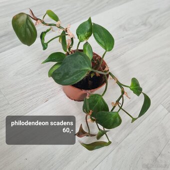 Pokojovky / pokojove rostliny - 7